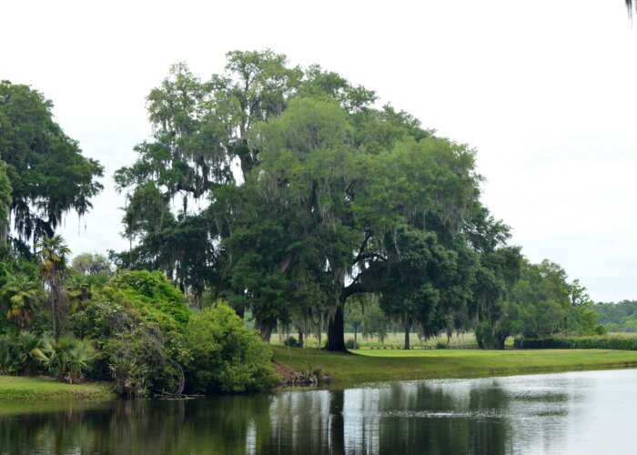 Scenic water and trees in Summerville, SC
