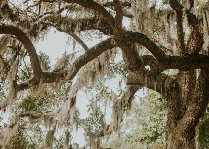 Tree in Daniel Island, SC