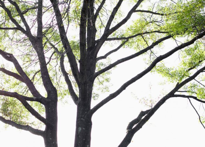 Mature tree and natural landscape in Chatham, New Jersey providing Custom Window Treatments