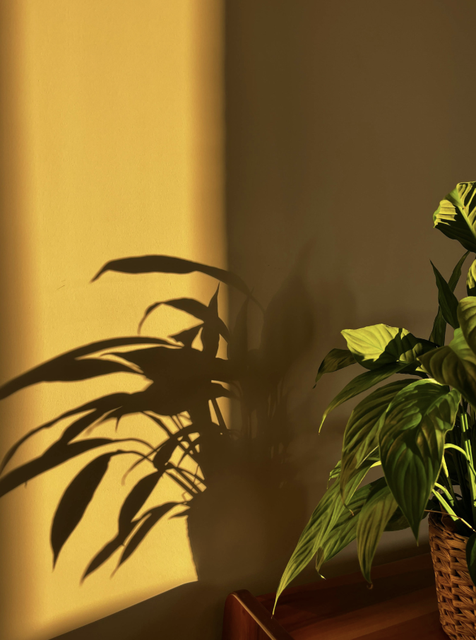 Why Are Your Indoor Plants Sunburned? How Smart Solar Tracking Saves Your Greenery and Energy Bill
